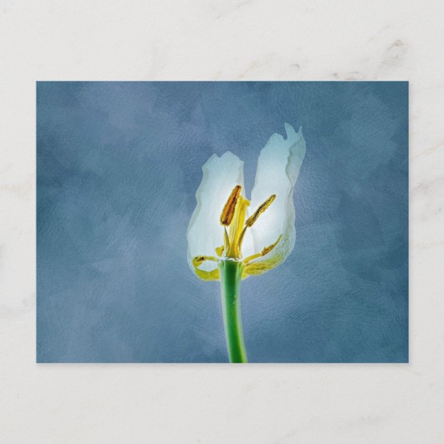 White withering tulip flower postcard (Front)