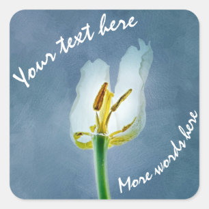 White withering tulip flower square sticker