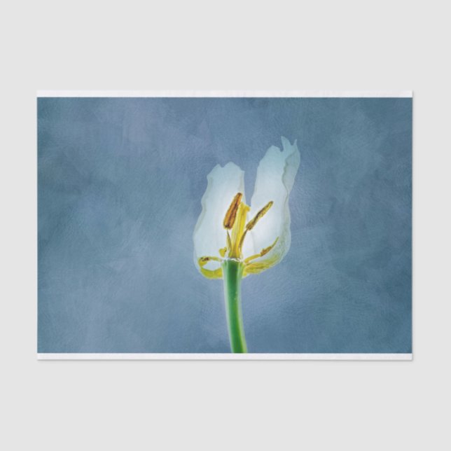 White withering tulip flower tissue paper (Front)