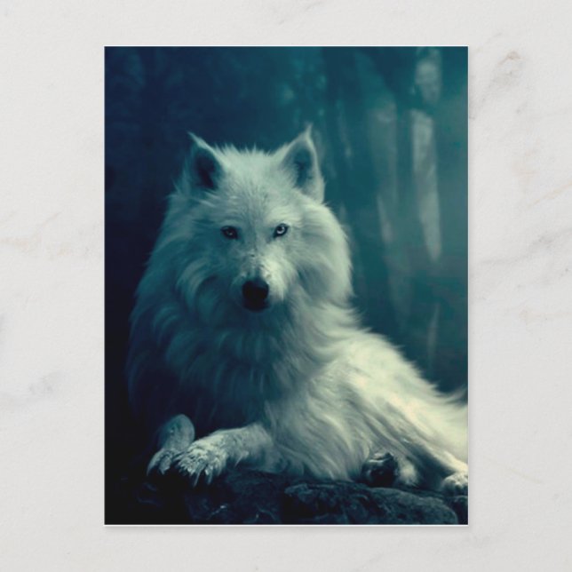White wolf in the night forest postcard (Front)