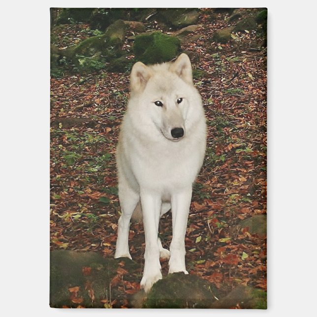White Wolf Magnet (Front)