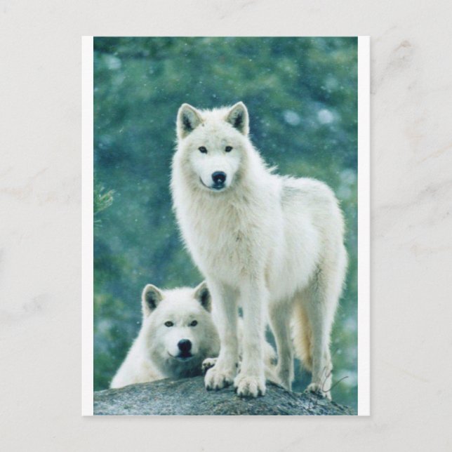 WHITE WOLF POSTCARD (Front)