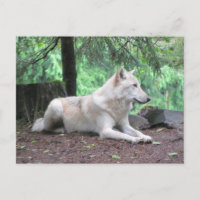 White Wolf Resting