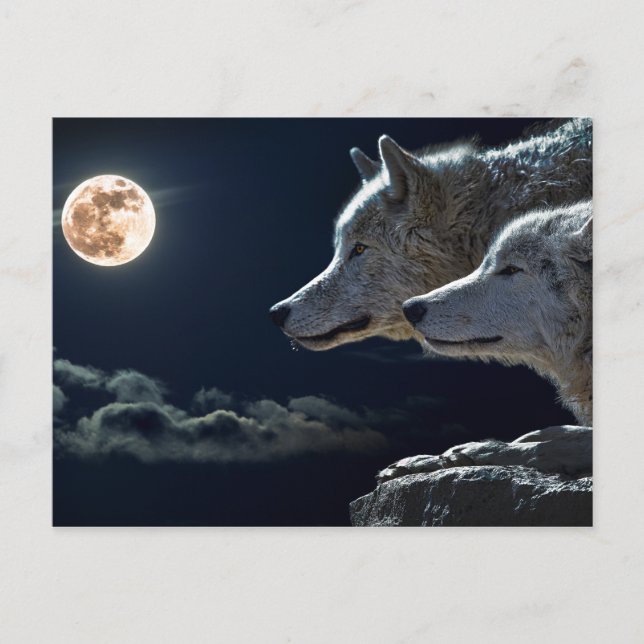 White Wolves in the Full Moon Postcard (Front)