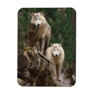 White Wolves' Realm Magnet