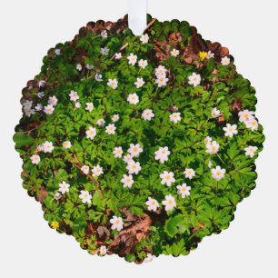 White Wood Anemone Spring Flowers Tree Decoration Card