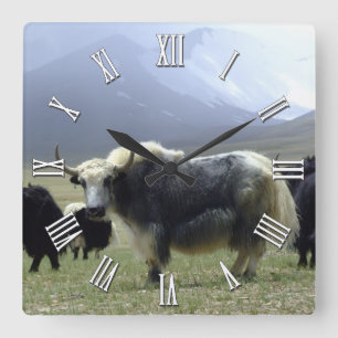 White Yak in Ladakh / Tibet Mountains, Himalayas Square Wall Clock