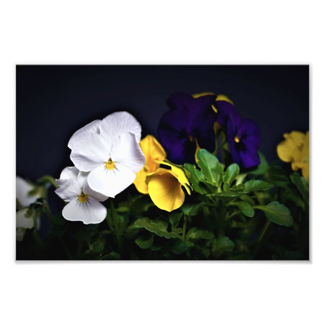 White Yellow and Purple Pansies Photo Print (Front)