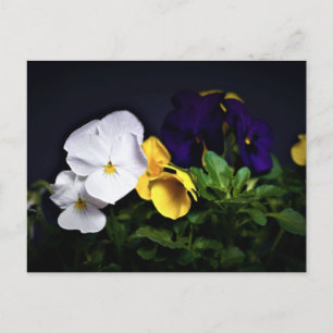 White Yellow and Purple Pansies Postcard