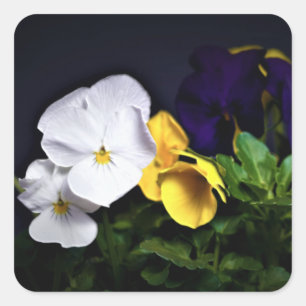 White Yellow and Purple Pansies Square Sticker