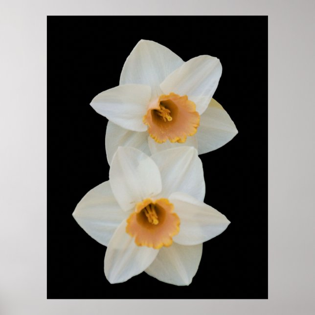 White & Yellow Daffodills Poster (Front)