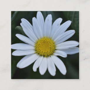 White Yellow Daisy Flower Daisies Nature Photo Square Business Card