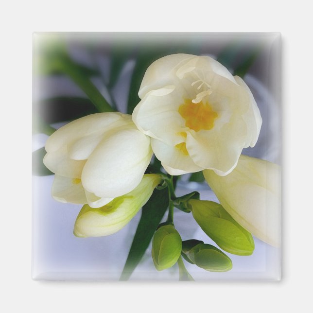 white yellow freesia magnet (Front)