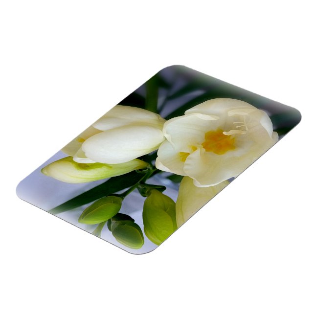 white yellow freesia magnet (Left Side)