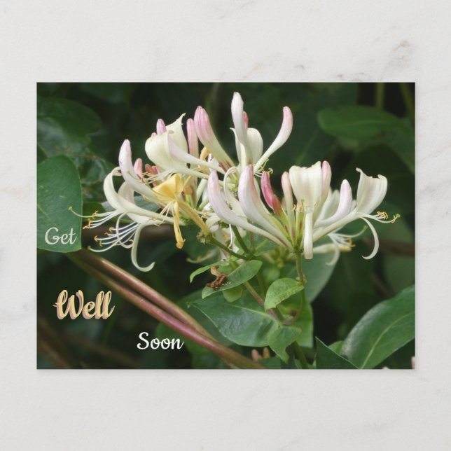 White Yellow Honeysuckle Get Well Soon Postcard (Front)