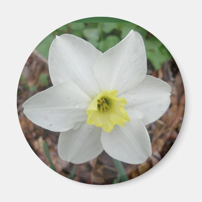 White & Yellow Narcissus Magnet (Front)
