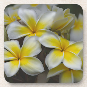 White Yellow Plumeria Coaster