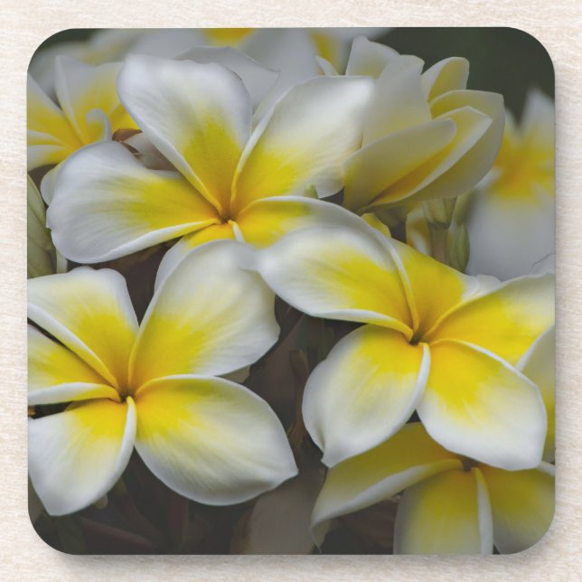 White Yellow Plumeria Coaster (Front)