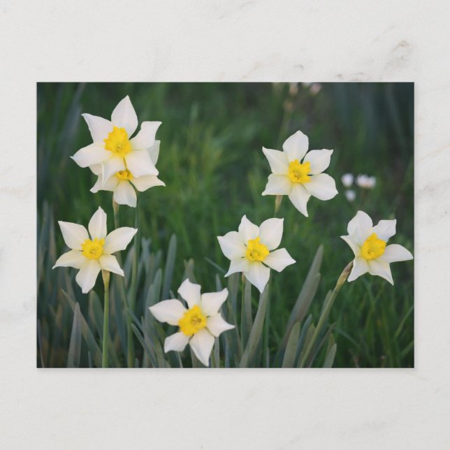 White & Yellow Spring Daffodils Postcard (Front)