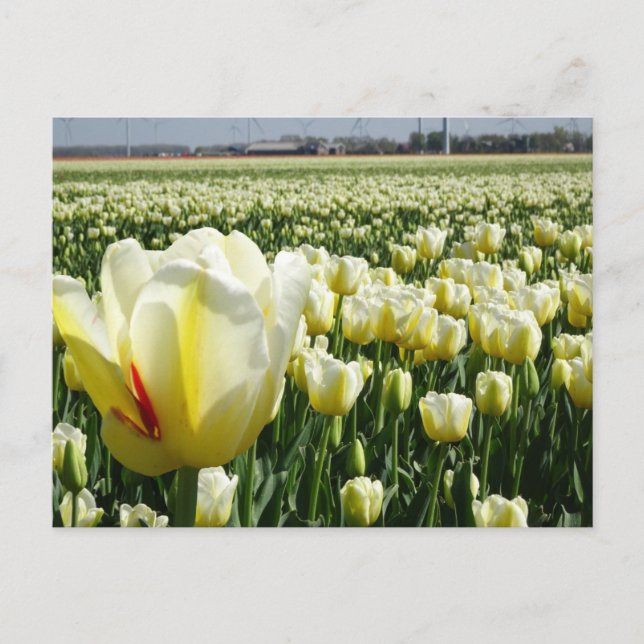 White Yellow Tulips Landscape DIY Postcard (Front)