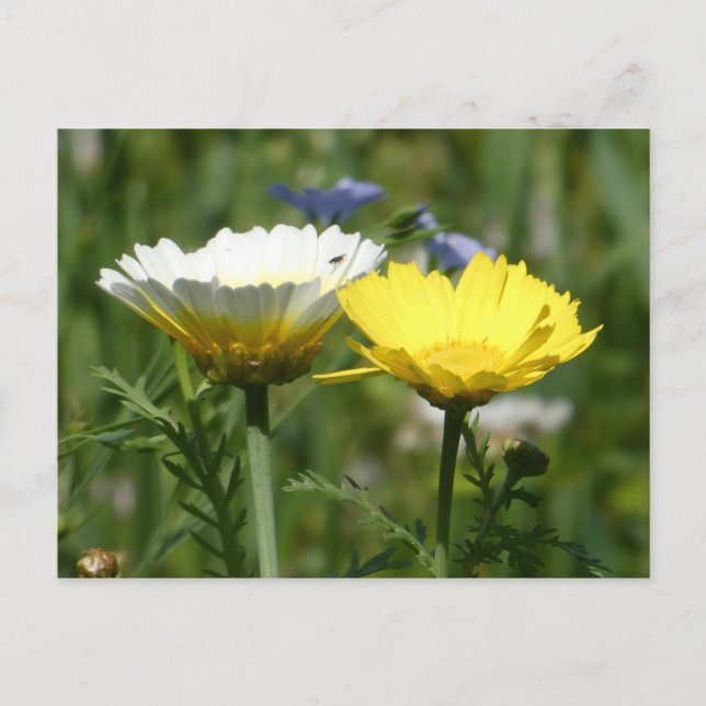 White & Yellow Wildflower DIY Postcard (Front)