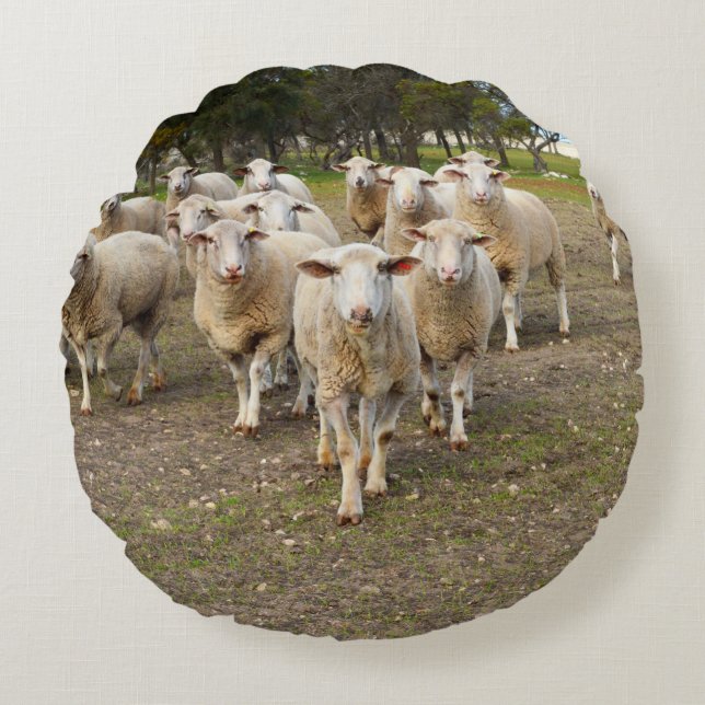 White Young Woolly Sheep, Round Cushion (Front)