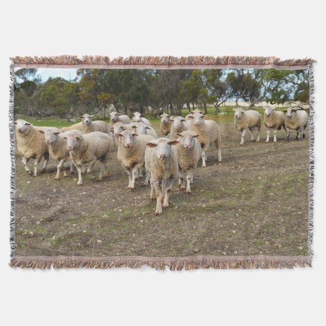 White Young Woolly Sheep, Throw Blanket (Front)