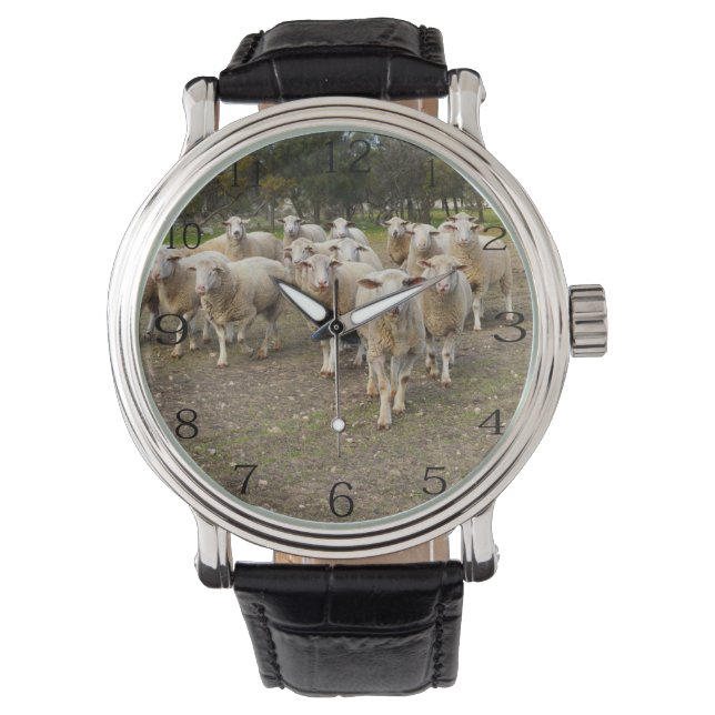 White Young Woolly Sheep, Watch (Front)
