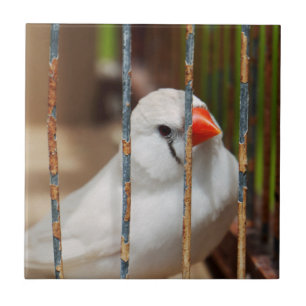 White Zebra Finch Bird in Cage  Ceramic Tile