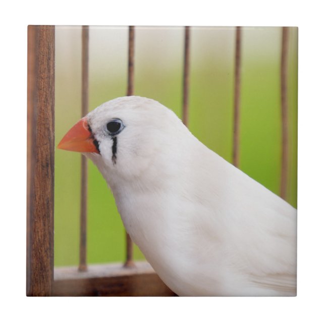 White Zebra Finch Bird in Cage Ceramic Tile (Front)