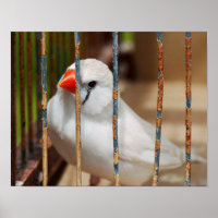 White Zebra Finch Bird in Cage