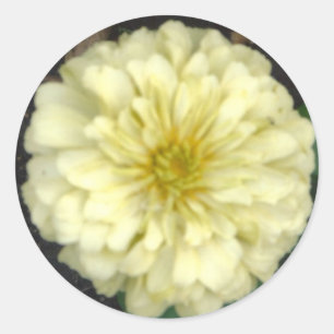 White Zinnia Classic Round Sticker