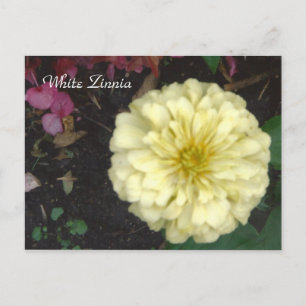 White Zinnia Postcard