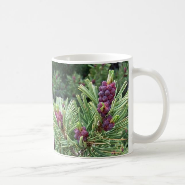 Whitebark Pine Cone Mug (Right)