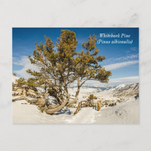 Whitebark pine (Pinus albicaulis) - Yellowstone Postcard