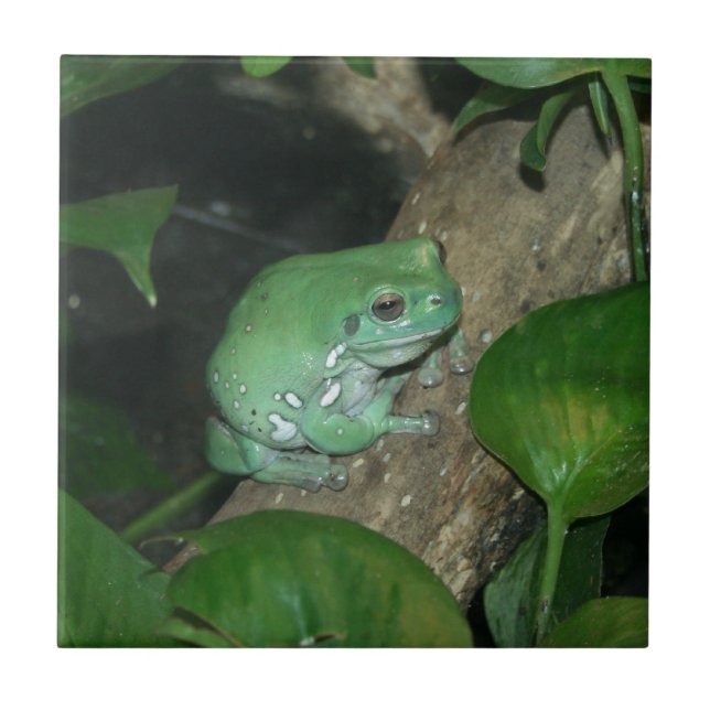 White's Tree Frog, Dumpy Frog Ceramic Tile (Front)