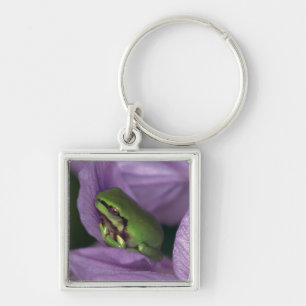 White's tree-frog key ring