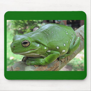 White's Tree Frog - Litoria caerulea Mouse Pad