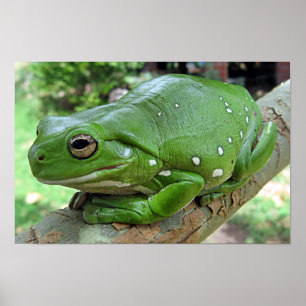 White's Tree Frog — Litoria caerulea Poster