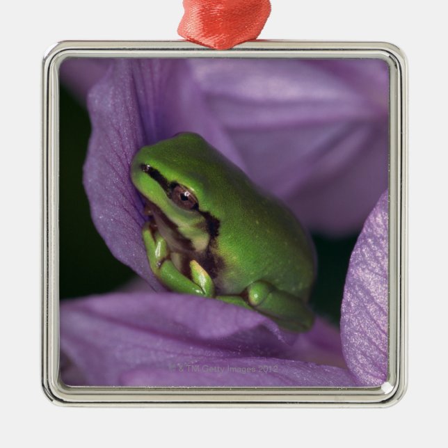 White's tree-frog metal tree decoration (Front)