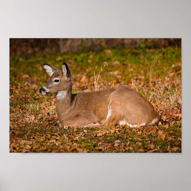 Whitetail at Rest Poster (Front)