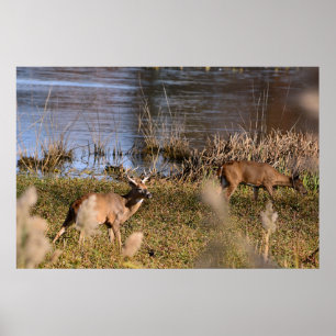 Whitetail Buck and Doe Poster