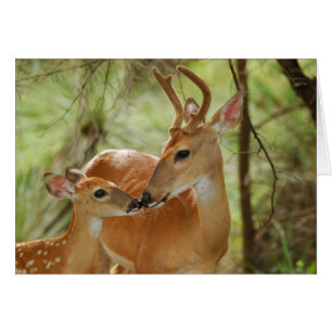 Whitetail Buck And Fawn Bonding