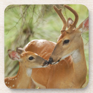 Whitetail Buck And Fawn Bonding Coaster