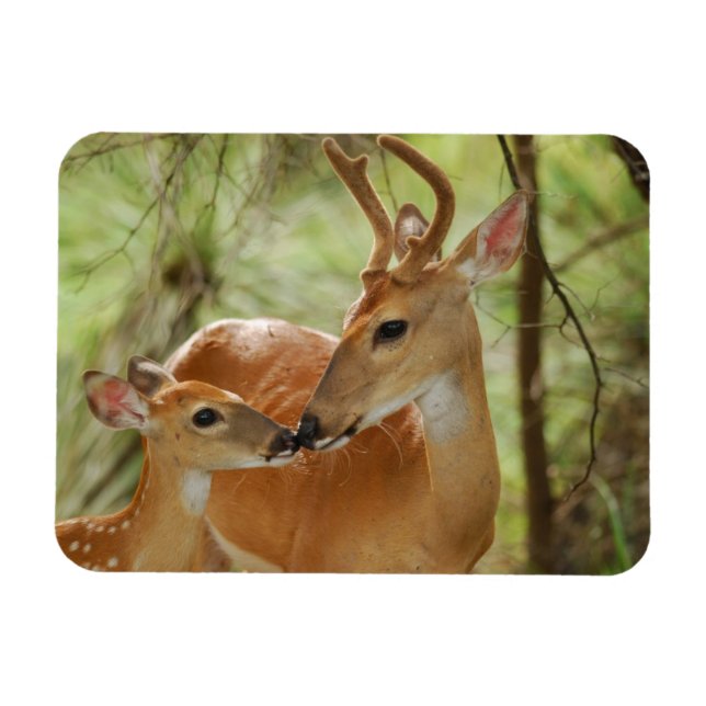 Whitetail Buck And Fawn Bonding Magnet (Horizontal)