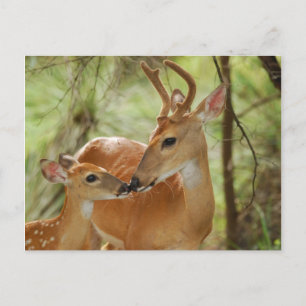 Whitetail Buck And Fawn Bonding Postcard
