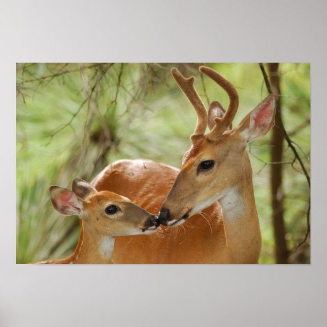 Whitetail Buck And Fawn Bonding Poster (Front)