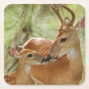 Whitetail Buck And Fawn Bonding Square Paper Coaster