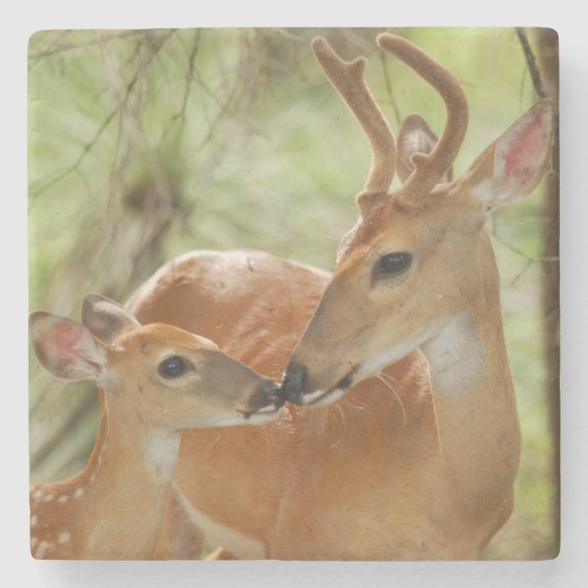 Whitetail Buck And Fawn Bonding Stone Coaster (Front)