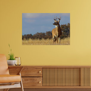Whitetail Buck Framed Print